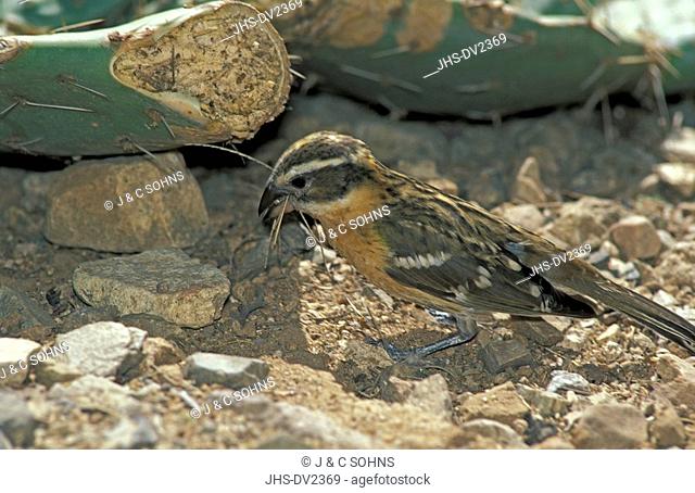 Black-Haeded Grosbeak, Pheucticus melanocephalus, Sonora Desert, Arizona, USA, Sonora Desert, Arizona, USA, adult female collecting nest material