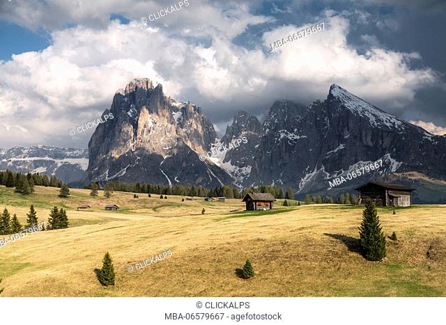 Alpe di Siusi/Seiser Alm, Dolomites, South Tyrol, Italy, View from the Alpe di Siusi to the peaks of Sassolungo/Langkofel and Sassopiatto / Plattkofel