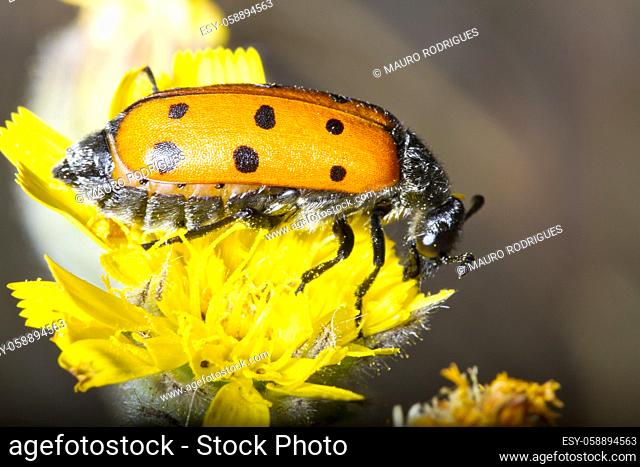 Beautiful view of the Lachnaia sexpunctata (leaf beetle) insect on top of a flower