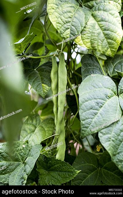 Close up of green green bean vine