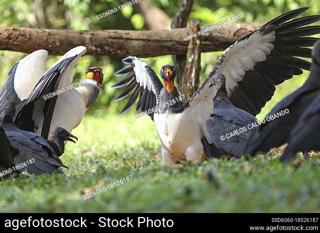 The king of the vultures in the rainforests of Costa Rica, Sarcoramphus papa