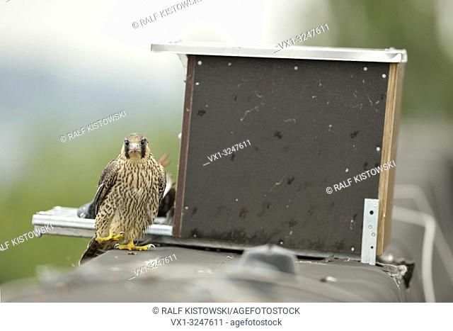 Peregrine Falcon (Falco peregrinus), fledgling, perched at the edge of an industrial roof in front of a man made nesting aid.