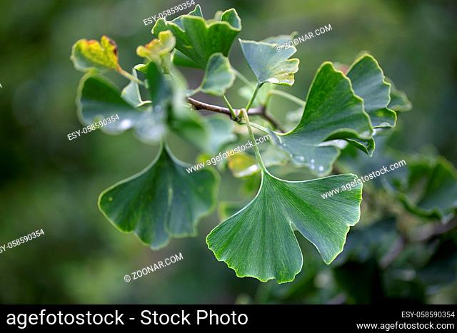 Frische Gingko Blätter im Sommer, Nahaufnahme