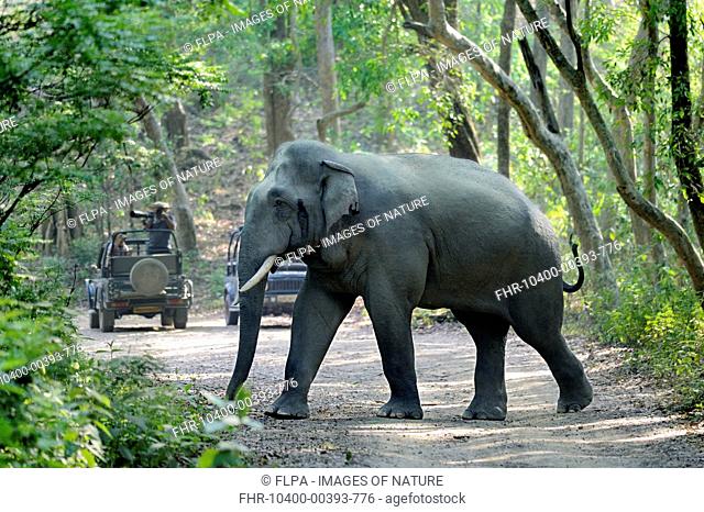 Asian Elephant (Elephas maximus indicus) immature male, secreting 'must' from facial gland, walking across forest track with tourist vehicles, Jim Corbett N