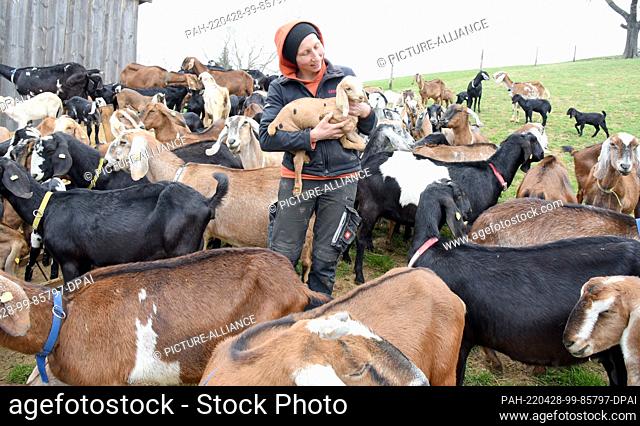 29 March 2022, Saxony, Lichteneichen/ Mügeln: The veterinarian Katja Loßner, who runs the organic goat farm ""Caprinenhof"" with her partner Sven Kloy