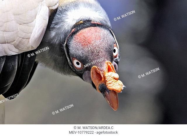 King Vulture - close-up of face (Sarcoramphus papa)