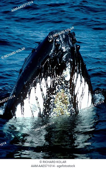 Humpback Whale (Megaptera novaeangliae) Provincetown, Cape Cod