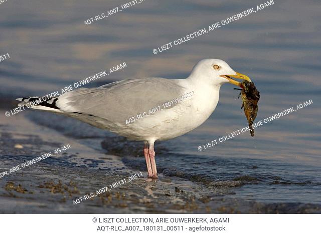 Herring Gull with Father Lasher