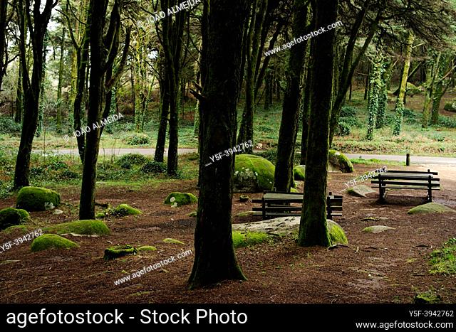 The mossy trees in the woods nearby the village of Sintra