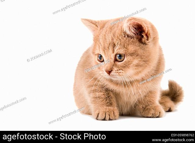 the beautiful brown little kitten, sit on white background , isolated