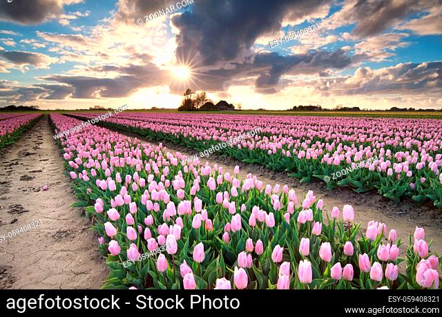 sunshine over tulip field, Netherlands
