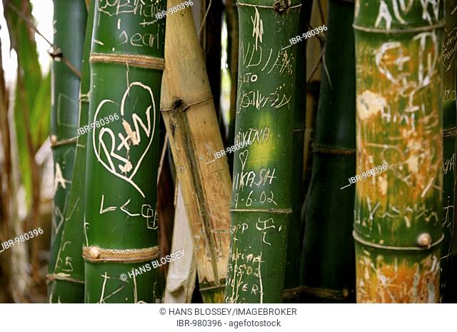 Bamboo with carved monograms and heart, The Royal Botanical Gardens of Pampelmousse, Mauritius, Indian Ocean, Africa