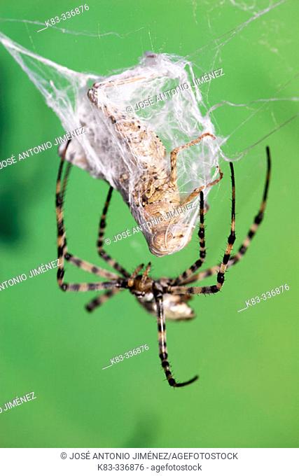 Spider (Argiope lobata)