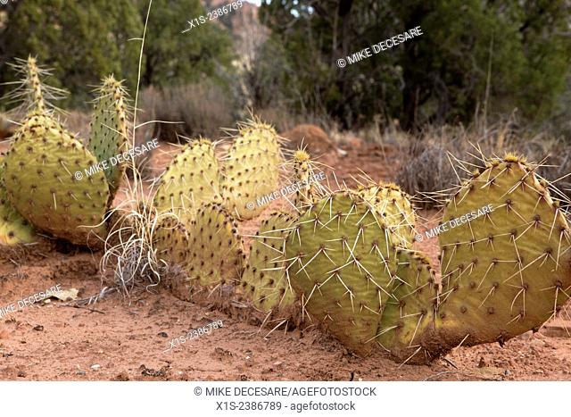 Unusual shaped cactus growing at ground level