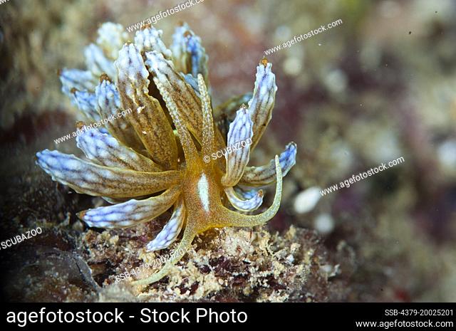 A Kabira Phyllodesmium nudibranch, Phyllodesmium kabiranum, Taliabu Island, Sula Islands, Indonesia