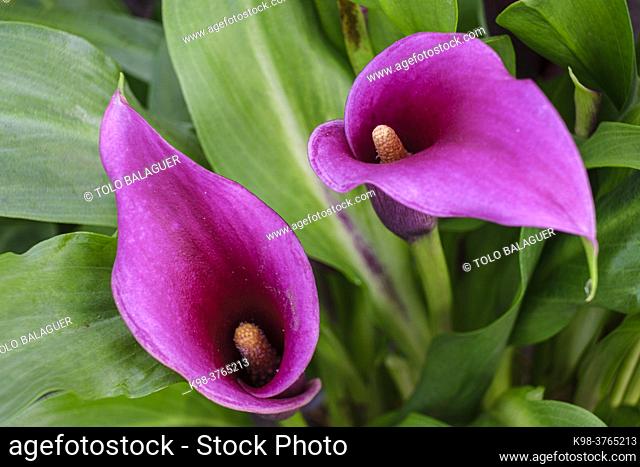 purple lily, Zantedeschia aethiopica, Mallorca, Balearic Islands, Spain