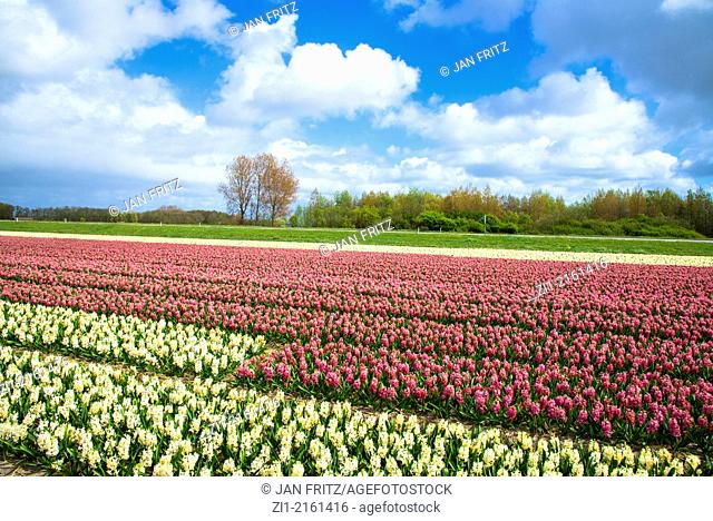 Agricultural field of Hyacinth Flowers, Netherlands, Holland