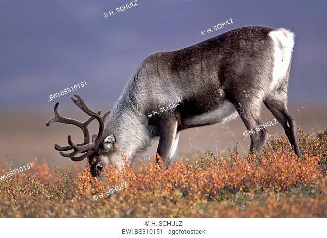 European reindeer, European caribou (Rangifer tarandus tarandus), hind searching food, Sweden, Vaesterbotten