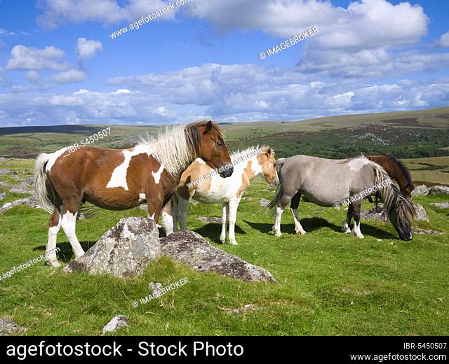 Dartmoor ponies at Sheeps Tor in Dartmoor National Park, England, Great Britain