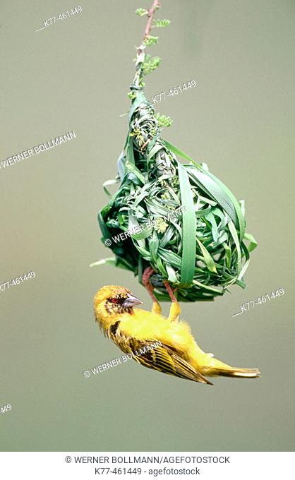 Vitelline-masked Weaver (Ploceus vitellinus), male, at nest. Lake Bogoria, Kenya