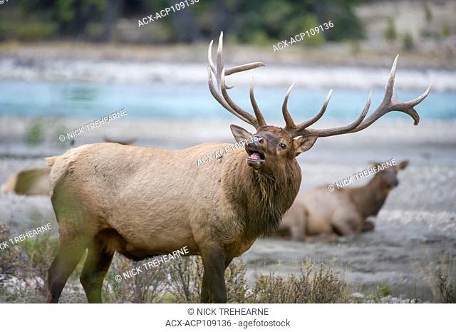 Male Elk, Cervus canadensis nelsoni, Rocky Mountains, Alberta, Canada
