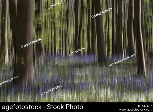 Bluebells (Hyacinthoides non-scripta) flowering in beech forest, Hallerbos, Halle, Vlaams-Brabant, Belgium, Europe