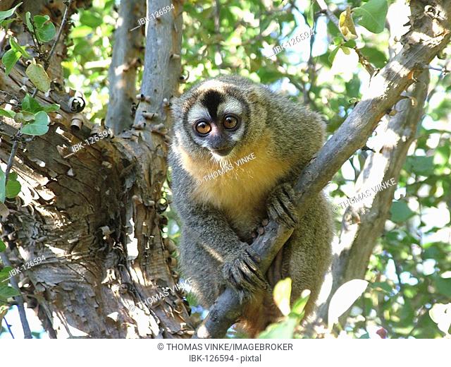 Owl monkey (Aotus trivirgatus) Gran Chaco, Paraguay