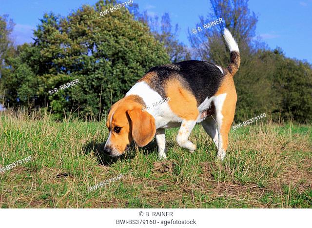 Beagle (Canis lupus f. familiaris), three years old Beagle going over a meadow and sniffing, Germany