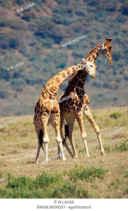 Rothschild's giraffe Giraffa camelopardalis rothschildi, two fighting animals, Kenya, Lake Nakuru NP