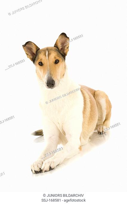 Smooth Collie, adult lying. Studio picture against a white background