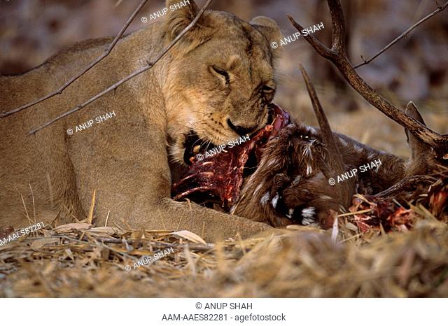 Gir or Asian Lion (Panthera leo persica), Gir, India