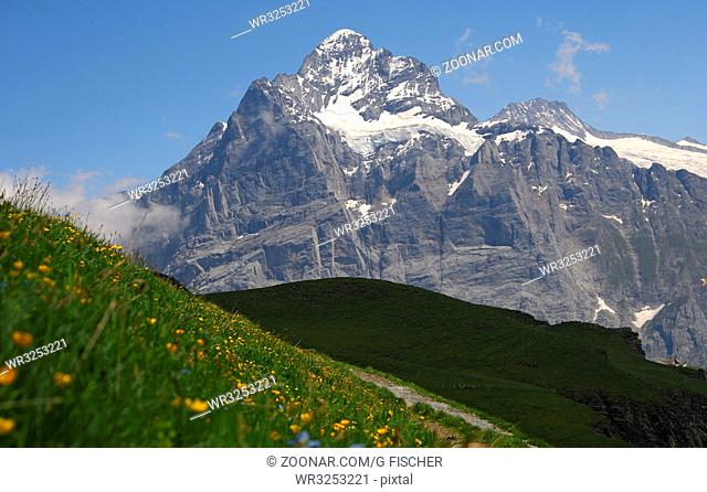 Bergwiese mit Wetterhorn-Massiv bei Grindelwald, Berner Oberland, Schweiz / Alpine pasture with Wetterhorn massif near Grindelwald, Bernese Oberland
