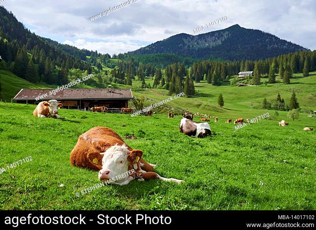 cows on the alpine pasture in the bavarian alps