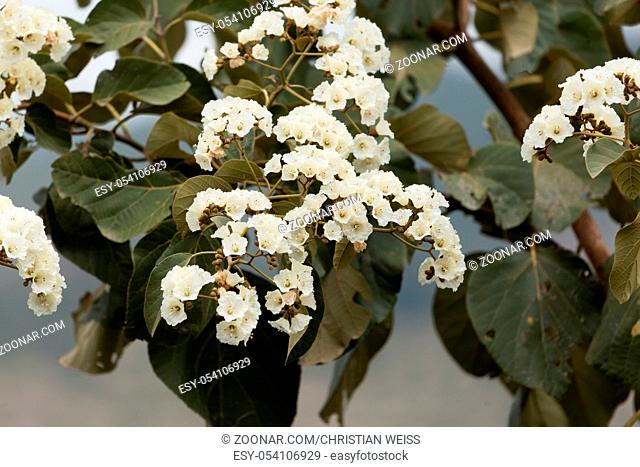 Flowers of Sudan Teak (Cordia africana)