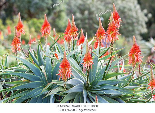 South Africa , Western Cape province , Cape Town , Kirstenbosch National Botanical Garden , Krantz Aloe  Aloe arborescens  , multi stemmed