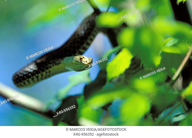 Culebra bastarda  Montpellier snake  Malpolon monspessulanum Pontevedra, España