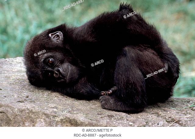 Young Westen Gorilla, resting, Gorilla gorilla gorilla, freistellbar