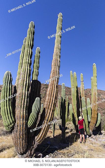 Photographer with Mexican giant cardon, Pachycereus pringlei, Isla San Esteban, Baja California, Mexico