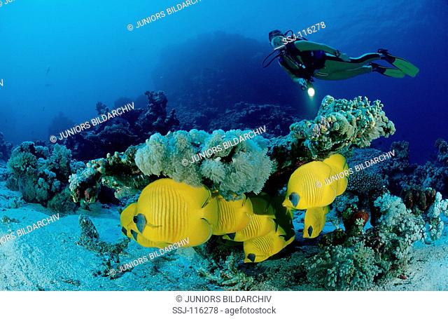 Masked butterflyfish and scuba diver, Chaetodon semilarvatus