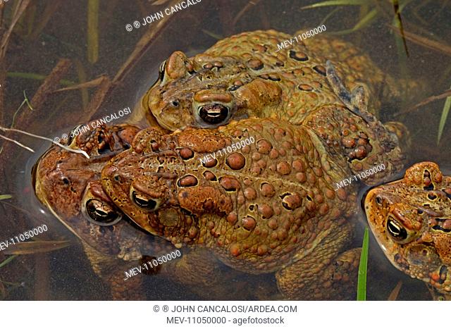 American Toad males attempting to mate with a female New York, USA