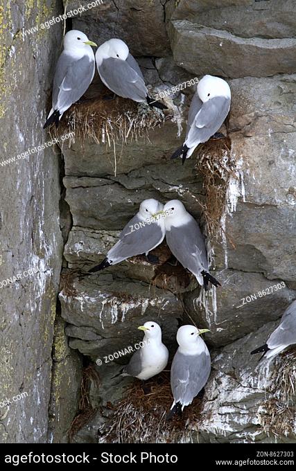 The colony of black-legged kittiwake on the steep cliffs of the island in the Pacific Ocean