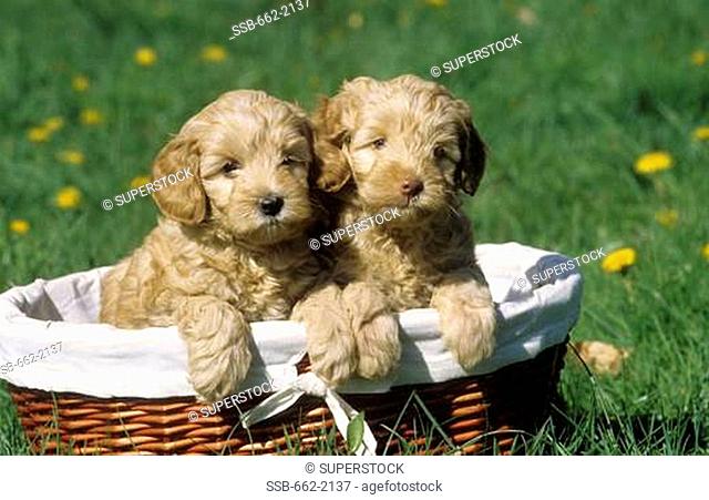 Two Labradoodle puppies in a wicker basket
