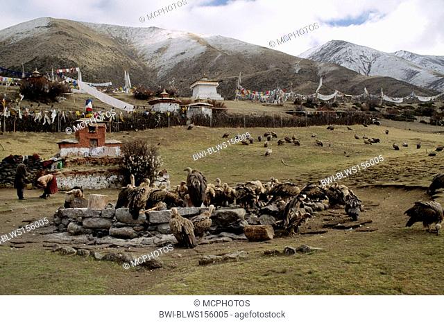 The human dead are ceremonially cut up & fed to the VULTURES by monks at the SKY BURIAL GROUNDS - DRIGUNG MONASTERY, China, Tibet