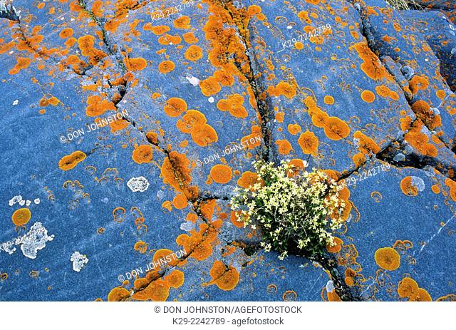 Three-toothed saxifrage plant among weathered ‘whale-back’ rocks with lichen and quartz intrusion, Churchill, Manitoba, Canada