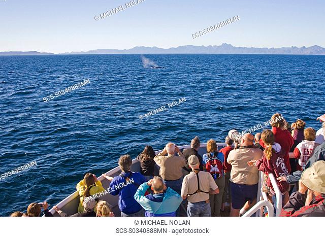 Whale watchers view an adult blue whale Balaenoptera musculus surfacing in the middle Gulf of California Sea of Cortez, Mexico The blue whale is currently...