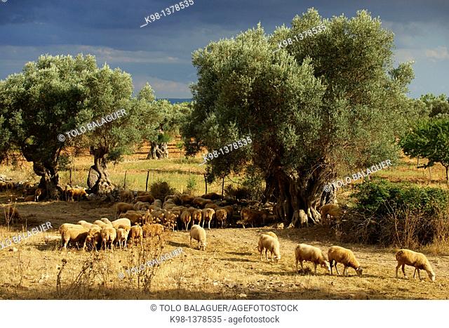Flock of Sheep, Biniatzar, Bunyola, Illes Balears Spain Mallorca Tramuntana