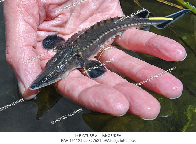 21 November 2019, Brandenburg, Stützkow: A one year old sturgeon can be seen on one hand in the water at the German-Polish border river Oder