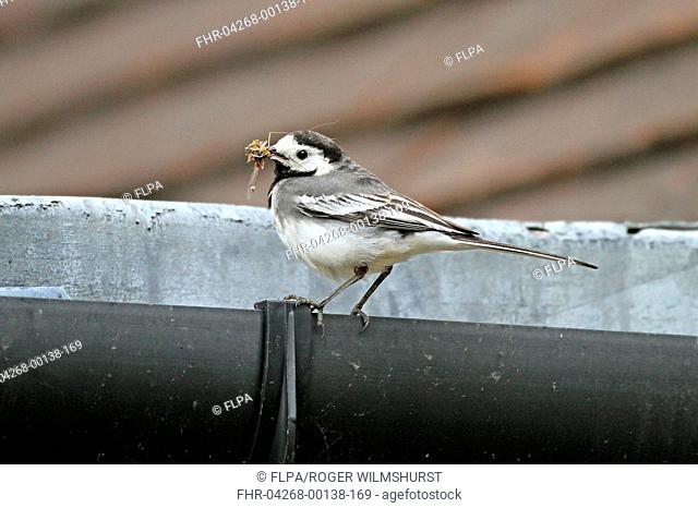 Pied Wagtail Motacilla alba yarrellii adult female, perched on guttering, collecting food for chicks, nesting on wall of visitor centre