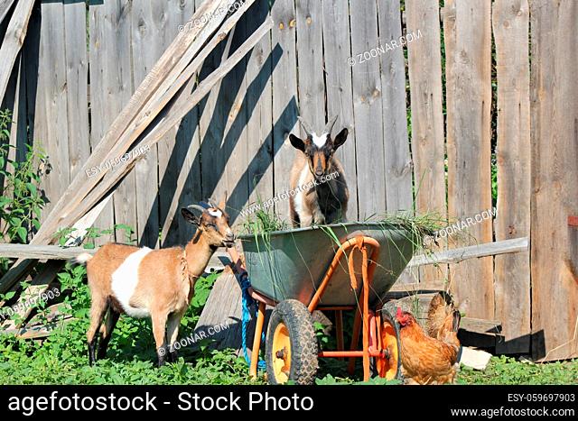 Two goats have rest near construction equipment - russian village, telephoto