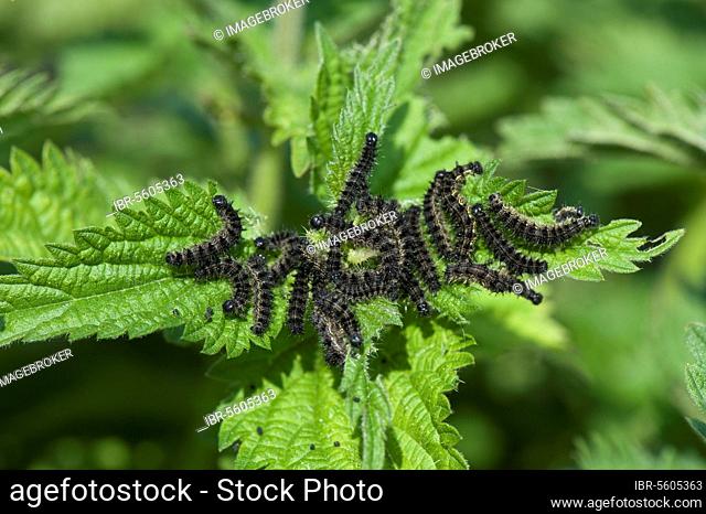 Small Tortoiseshell (Aglais urticae), large numbers of caterpillars webbing and feeding on Stinging Nettle, Urtica dioica, foliage, Berkshire, England